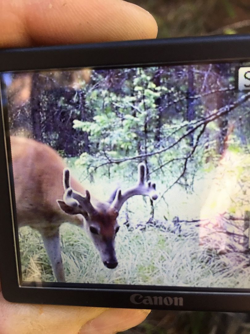 TRAIL CAMERA PICTURE THREAD visual data 7